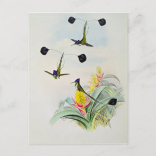 Hummingbird, graverad av Walter och Cohn Vykort