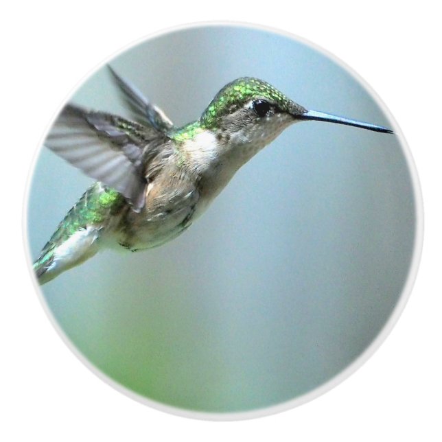 Hummingbird Grönt Flight Photo Wildlife Knopp (Framsidan)