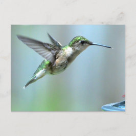 Hummingbird Grönt Flight Photo Wildlife Vykort