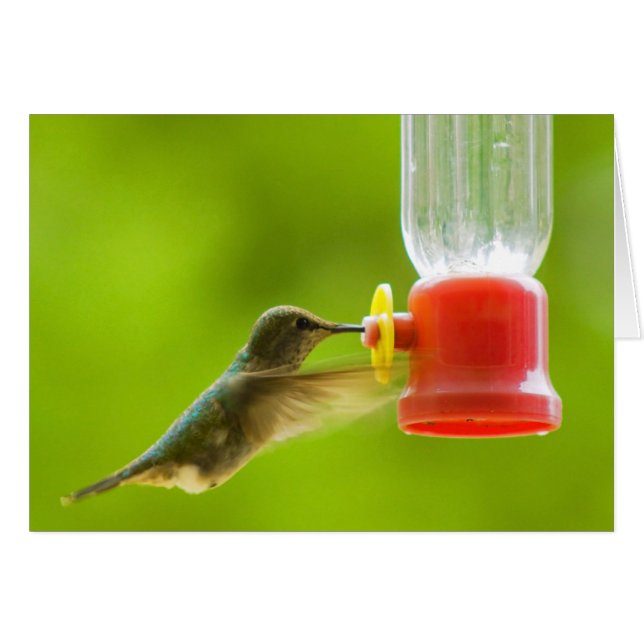 Hummingbird Hälsningskort (Framsidan Horizontal)