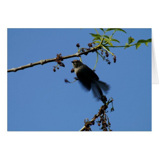 Hummingbird Hälsningskort (Framsidan Horizontal)