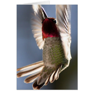 Hummingbird Hälsningskort