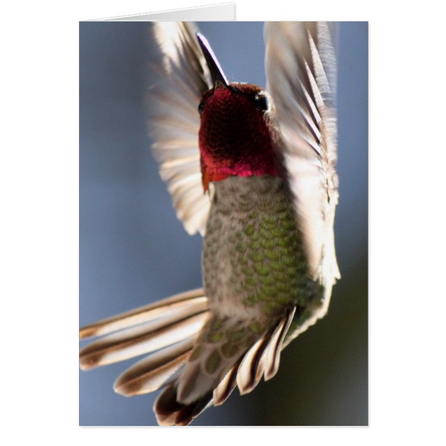 Hummingbird Hälsningskort (Framsidan)