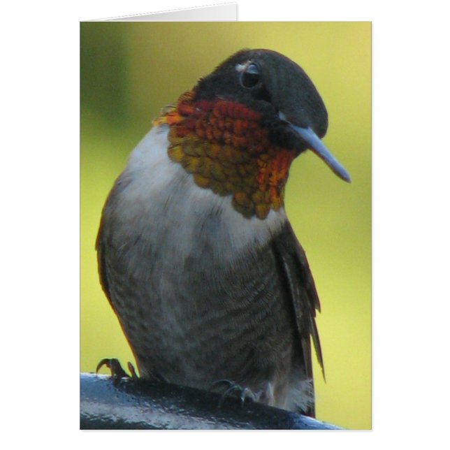Hummingbird Hälsningskort (Framsidan)