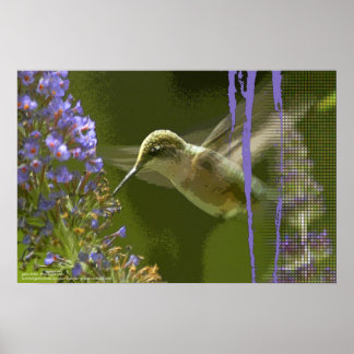 Hummingbird Harmony av Gregory Gallo Poster
