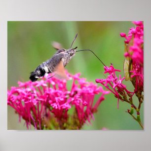 Hummingbird Hawk-moth-fjäril under flygning Poster