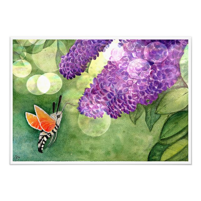 Hummingbird Hawk Moth och Lilacs Fototryck (Framsidan)