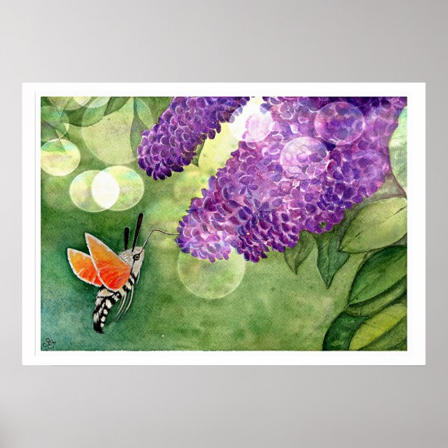 Hummingbird Hawk Moth och Lilacs Poster (Framsidan)