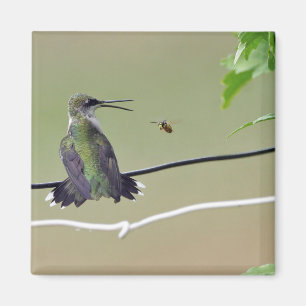 Hummingbird- & honungbi magnet