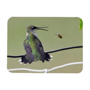 Hummingbird- & honungbi magnet