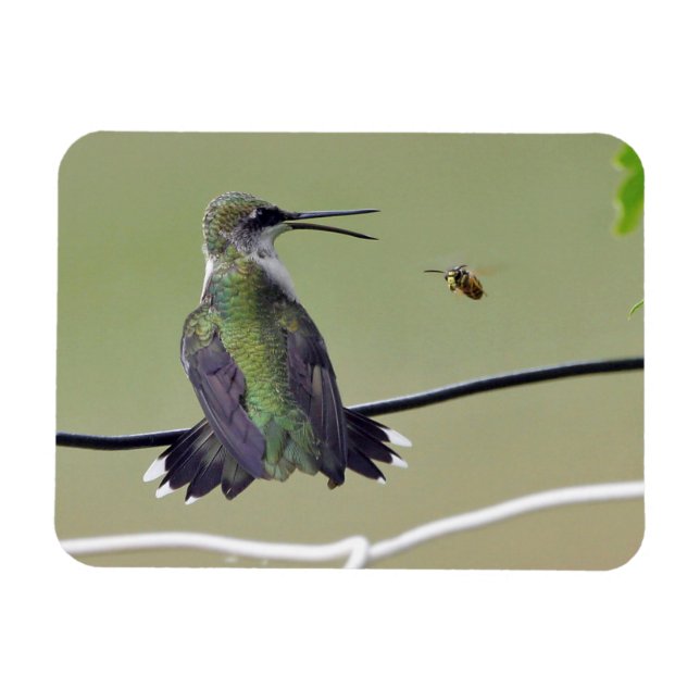 Hummingbird & Honungsbi Magnet (Horisontell)