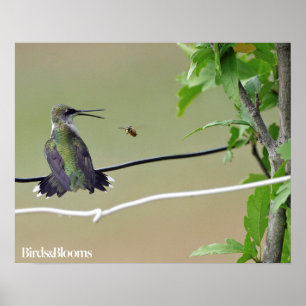 Hummingbird & Honungsbi Poster