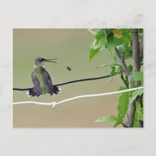 Hummingbird & Honungsbi Vykort