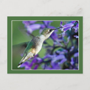 Hummingbird Hover Vykort