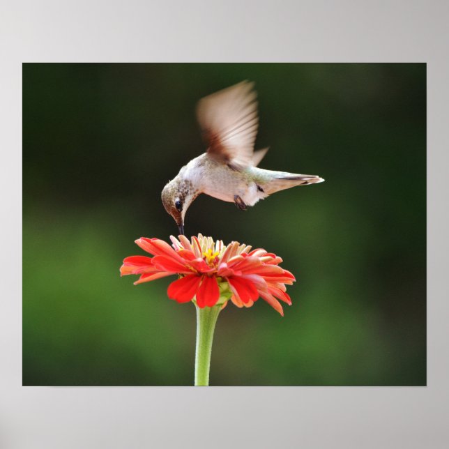 Hummingbird Hovering over a Red Flower Art Poster (Framsidan)