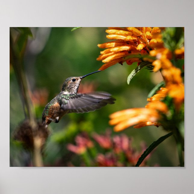 Hummingbird hoving with Flowers - Wildlife Photo Poster (Framsidan)