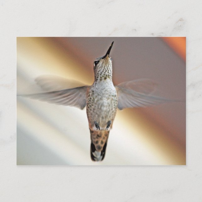 Hummingbird hovring vykort (Framsida)