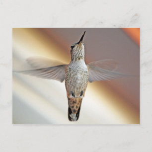 Hummingbird hovring vykort