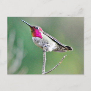 Hummingbird hovring vykort