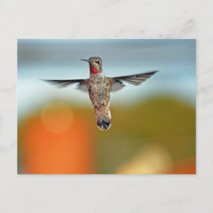 Hummingbird hovring vykort