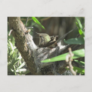 Hummingbird i bo vykort