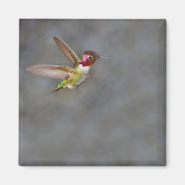 Hummingbird i Flight Magnet (Framsidan)