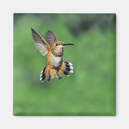 Hummingbird i Flight Magnet