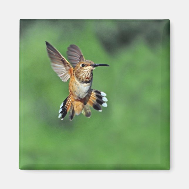 Hummingbird i Flight Magnet (Framsidan)