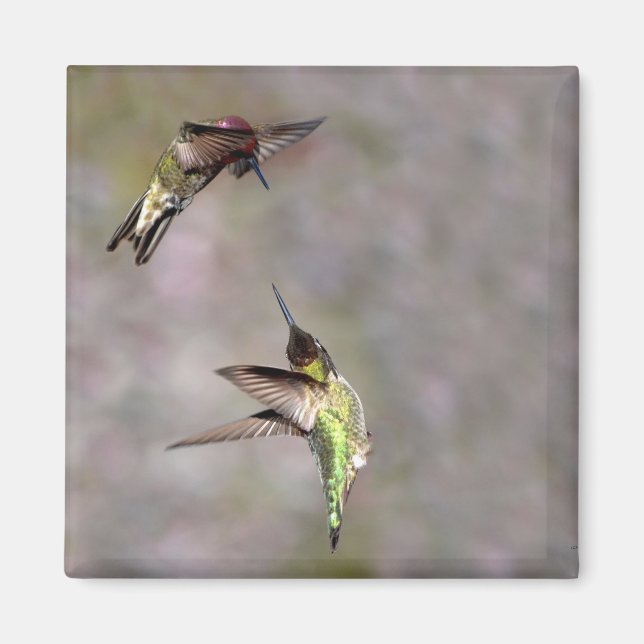 Hummingbird i Flight Magnet (Framsidan)