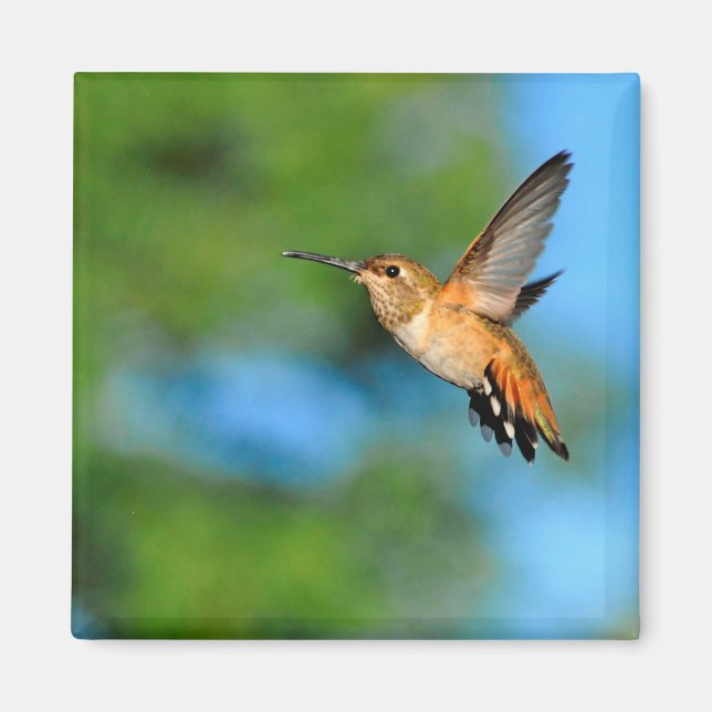 Hummingbird i Flight Magnet (Framsidan)
