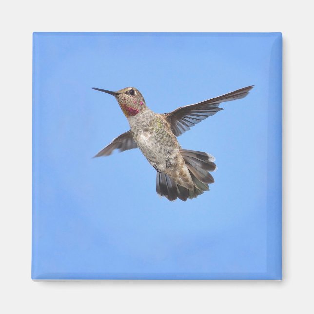 Hummingbird i Flight Magnet (Framsidan)