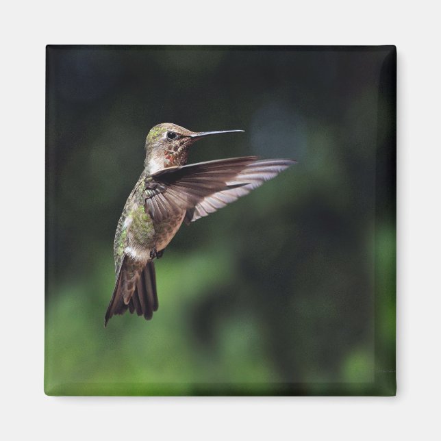 Hummingbird i Flight Magnet (Framsidan)
