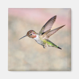 Hummingbird i Flight Magnet