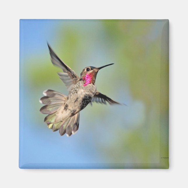 Hummingbird i Flight Magnet (Framsidan)