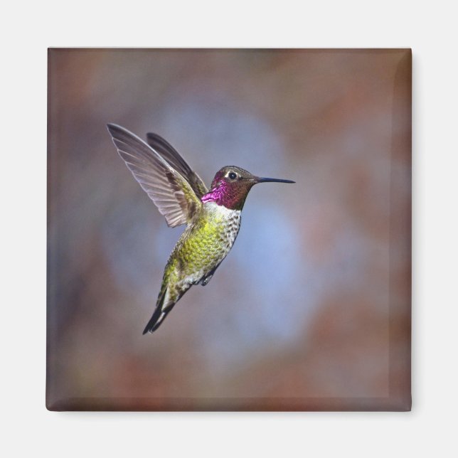 Hummingbird i Flight Magnet (Framsidan)