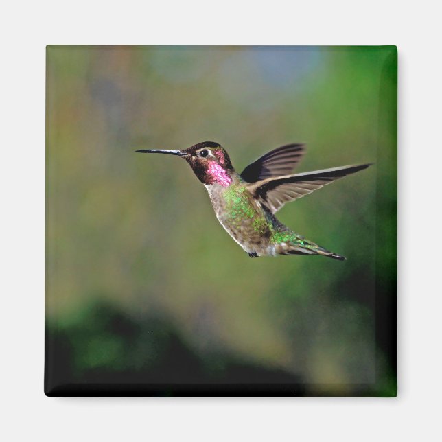 Hummingbird i Flight Magnet (Framsidan)