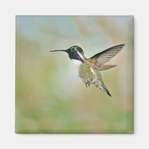 Hummingbird i Flight Magnet