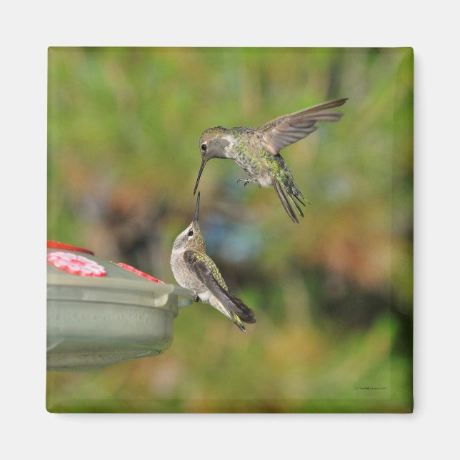 Hummingbird i Flight Magnet (Framsidan)