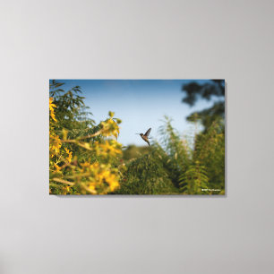 Hummingbird i flyg canvastryck