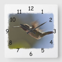 Hummingbird i flyg
