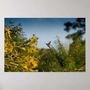 Hummingbird i flyg poster