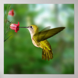 Hummingbird i flyg poster