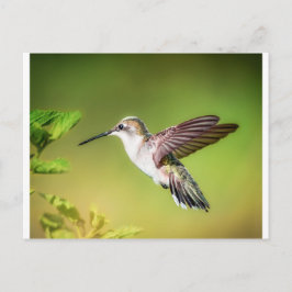 Hummingbird i flyg vykort