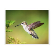 Hummingbird i flyg