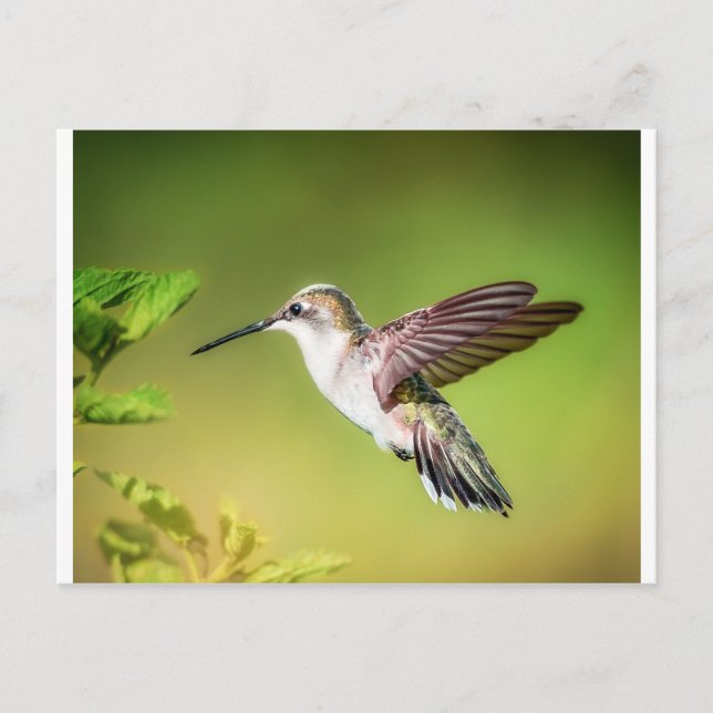 Hummingbird i flyg vykort (Framsida)