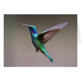Hummingbird i flyganteckningskort hälsningskort