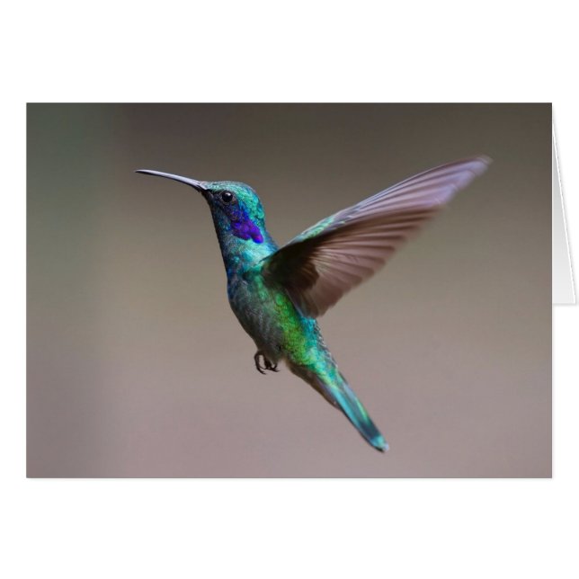 Hummingbird i flyganteckningskort hälsningskort (Framsidan Horizontal)