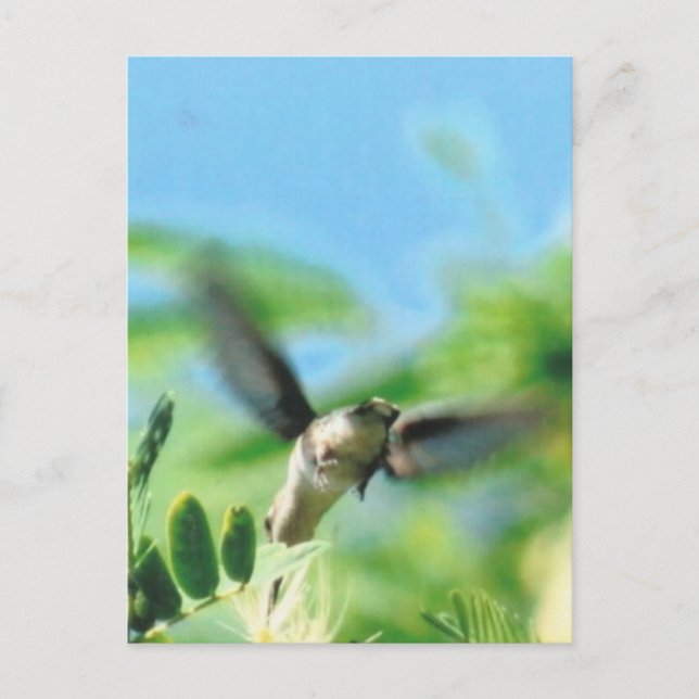 Hummingbird i flygfotot vykort (Framsida)