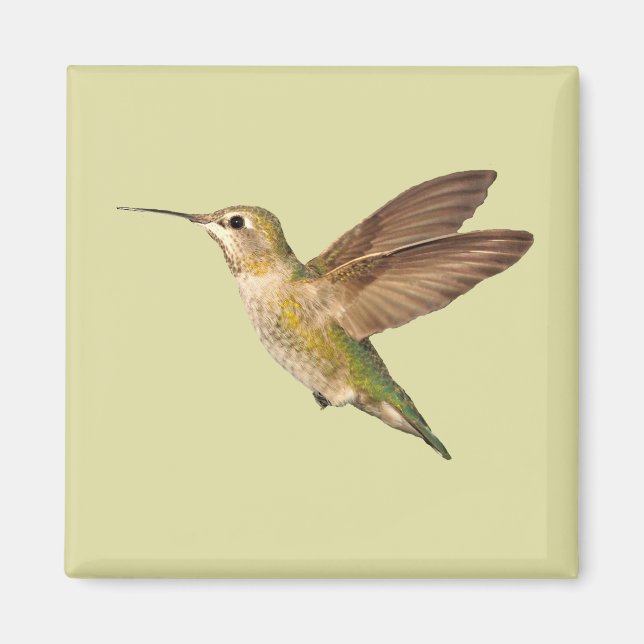 Hummingbird i flygmagnet magnet (Framsidan)
