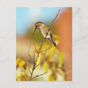 Hummingbird i gren vykort